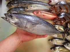 ヒラソウダの寿司　美味しいお寿司　出前