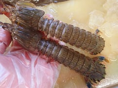 シャコ　岩手　未利用魚