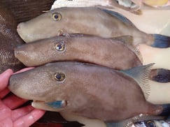 ウマヅラハギの寿司　デリバリー