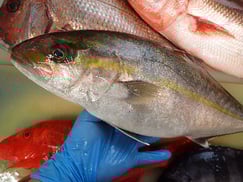 カンパチの寿司　デリバリー