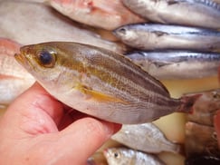 イサキの寿司　出前　デリバリー