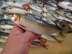 ニシンの寿司　デリバリー