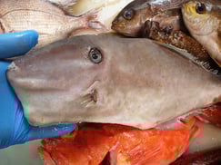 ウスバハギの寿司　デリバリー