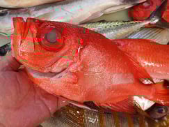 チカメキントキの寿司　デリバリー