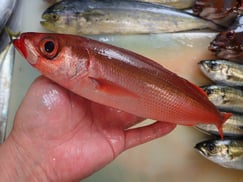 ハチビキの寿司　美味しいお寿司　出前