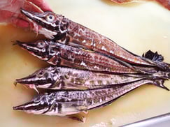 ハッカク　羅臼　未利用魚