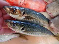 マアジの寿司　デリバリー