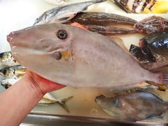 ウスバハギの寿司　デリバリー