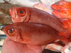 ホウセキキントキ寿司　デリバリー