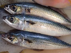 ゴマサバの寿司　デリバリー