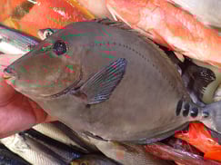 ニザダイの寿司　デリバリー