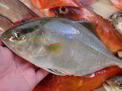 ヒレナガカンパチの寿司　デリバリー