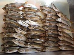 マアジ大量の寿司　美味しいお寿司　出前