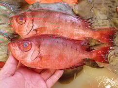 SDGs　未利用魚　マアジ