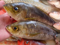 イサキ　寿司　出前