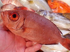 ホウセキキントキの寿司　デリバリー