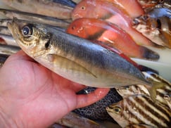 マアジの寿司　デリバリー　出前