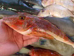 ホウボウの寿司　デリバリー