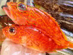 アヤメカサゴ　五島列島の魚　未利用魚