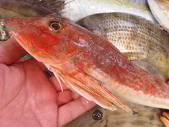 ホウボウの寿司　デリバリー