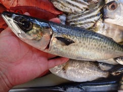 ゴマサバの寿司　デリバリー