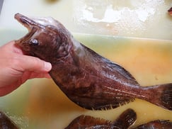 SDGs　カラスガレイの寿司　出前　デリバリー