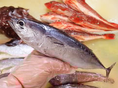 ヒラソウダ　大船渡　未利用魚