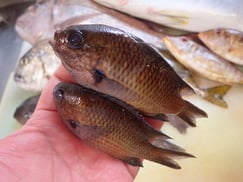 SDGs　スズメダイの寿司　アブッテカモ　美味しいお寿司　出前