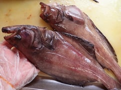 カラスガレイ　羅臼　未利用魚