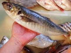 日本橋浜町　寿司　出前　マアジ