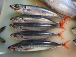 オアカアジの寿司　美味しいお寿司　出前