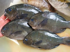 メジナの寿司　デリバリー　出前