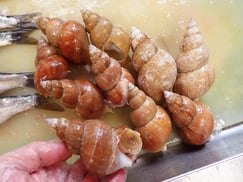 エゾバイ貝　羅臼　高級魚