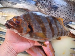 タカノハダイの寿司　デリバリー