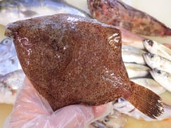 メイタガレイ　岩手　未利用魚