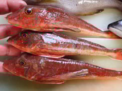 ホウボウの寿司　美味しいお寿司　出前