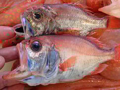 ハシキンメの寿司　デリバリー