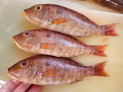 高級魚のイトフエフキです　おまかせセットに入ります。