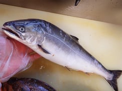 サクラマス　高級魚　寿司