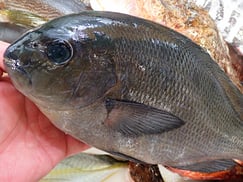 メジナ　宅配寿司