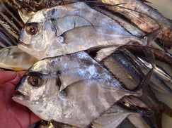 イトヒキアジの寿司　デリバリー