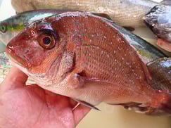 真鯛の寿司　デリバリー