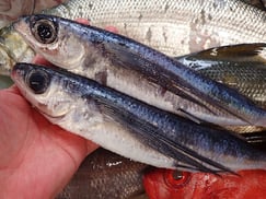 トビウオの寿司　デリバリー