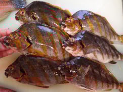 タカノハダイの寿司　デリバリー