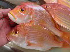 レンコダイ　美味しいお寿司　出前