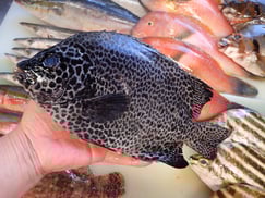 イシガキダイの寿司　デリバリー　出前