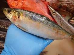 ニシンの寿司　デリバリー