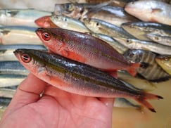 タカサゴの寿司　デリバリー