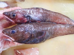 どんこ　大船渡　未利用魚