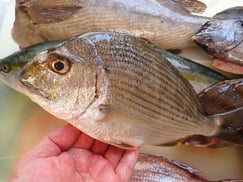 ヘダイの寿司　デリバリー